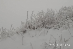 2020121114503